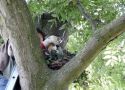2. Ad Bekkers zet boomvalken in nest foto Mignon van den Wittenboer