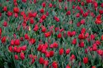 110413-phe-Tulpen_3