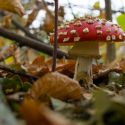 141106-RvH-Paddestoelen-03