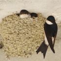 Nest huiszwaluwen
